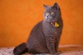 Gato British Blue fondo naranja Royalty Free Stock Photo