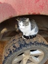 Gato cat truck mud funny Royalty Free Stock Photo