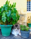 Gato entre plantas de hogar Royalty Free Stock Photo