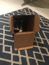 Cute black and white little cat inside the box