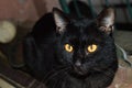 Gato negro Royalty Free Stock Photo