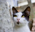 Gato observador, watchful cat, observer