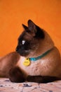 Gato siames de perfil Royalty Free Stock Photo