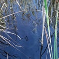 Gator in the lake Royalty Free Stock Photo