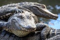Gator Pile: Stacked Alligators Napping under the Sun Royalty Free Stock Photo