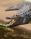 Gator with reflection