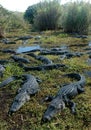 Gator Refuge Royalty Free Stock Photo