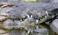 Gator Showing Teeth