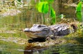 Gator in swamp