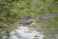 Gator in a Swampy Bayou of Southern Louisiana