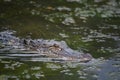 Gator Trolling in the Swamp Waters of South Louisiana