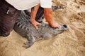 Gator wildlife show everglades florida usa head lock maneuver Royalty Free Stock Photo