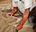 Gator wildlife show everglades florida usa open mouth maneuver Royalty Free Stock Photo