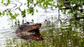 Gators breeding in wetlands water, Florida Royalty Free Stock Photo