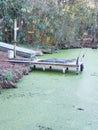 Gators lake alligator zoo NOLA orleans dock lake