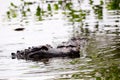 2 gators in wetlands