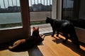 Gatti al sole
