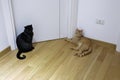 Gatti in attesa