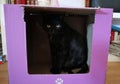 Gatto nero nello scatolo viola Royalty Free Stock Photo