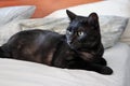 Gatto nero sul letto Royalty Free Stock Photo