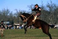 gaucho (cowboy)Horses Rodeo, buenos aires argentina Royalty Free Stock Photo