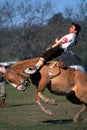 gaucho (cowboy)Horses Rodeo, argentina gauchos sport buenos vairesargentina Royalty Free Stock Photo