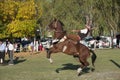 Gaucho cowboy Vaquero at a rodeo riding a horse at a show in Argentina