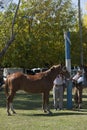 Gaucho cowboy Vaquero at a rodeo riding a horse at a show in Argentina