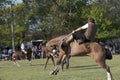 Gaucho cowboy Vaquero at a rodeo riding a horse at a show in Argentina Royalty Free Stock Photo