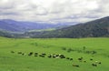 Gaucho herding cows near Salta, Argentina Royalty Free Stock Photo