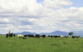 Gaucho herding cows near Salta, Argentina Royalty Free Stock Photo