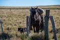 Gaucho horse, with his dog