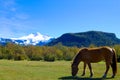 Gaucho Horse in Pasture