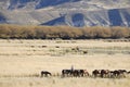 Gaucho in Patagonia - Argentina