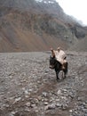 A gaucho riding his horse in Patagonia