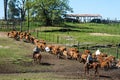 Gauchos in the campo, Uruguay Royalty Free Stock Photo