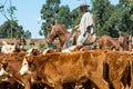 Gauchos collect the herd, Uruguay