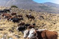 Gauchos and herd of cows, Patagonia, Argentina Royalty Free Stock Photo