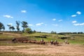 Gauchos South American cowboys collect the herd and drive it i