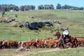 Gauchos South American cowboys collect the herd and drive it