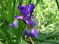 A gaudy Iris proclaims its self.