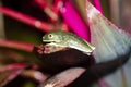 Gaudy leaf frog, Agalychnis callidryas, is certainly the most photographed frog. Costa Rica Royalty Free Stock Photo