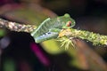 Gaudy leaf frog, Agalychnis callidryas, is certainly the most photographed frog. Costa Rica Royalty Free Stock Photo