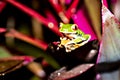 Gaudy leaf frog, Agalychnis callidryas, is certainly the most photographed frog. Costa Rica Royalty Free Stock Photo