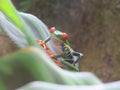 Gaudy Leaf Frog