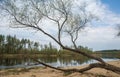 Gauja river landscape with broken willow tree.
