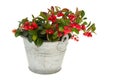 Gaultheria in bucket Royalty Free Stock Photo