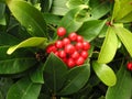 Gaultheria bush Royalty Free Stock Photo