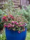 Gaultheria Mucronata, Pernettya or Prickly Heath. Evergreen shrub in a blue ceramic plant pot, with large pink and purple berries. Royalty Free Stock Photo