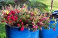 Gaultheria Mucronata, Pernettya or Prickly Heath. Evergreen shrub in a blue ceramic plant pot, with large pink and purple berries. Royalty Free Stock Photo